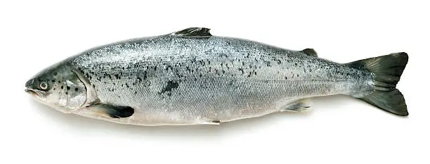 Whole salmon on white background