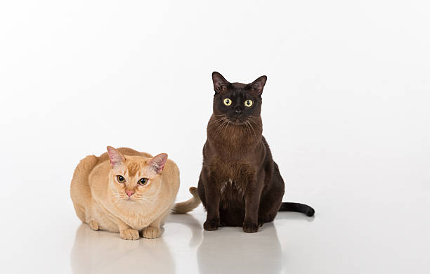 istock Burmese cats couple. Isolated on White Background 616902792