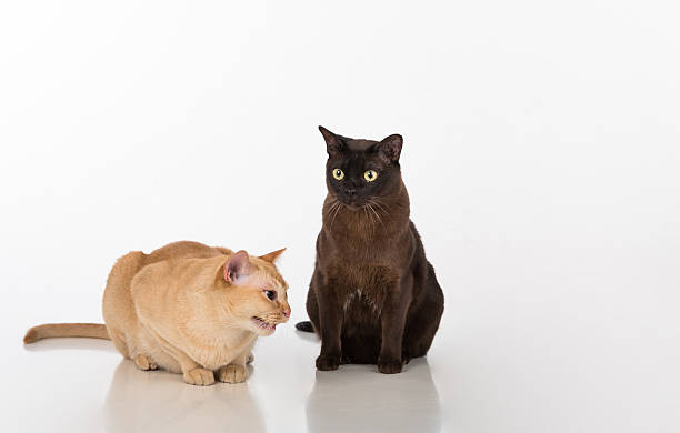 istock Burmese cats couple. Isolated on White Background 616902850