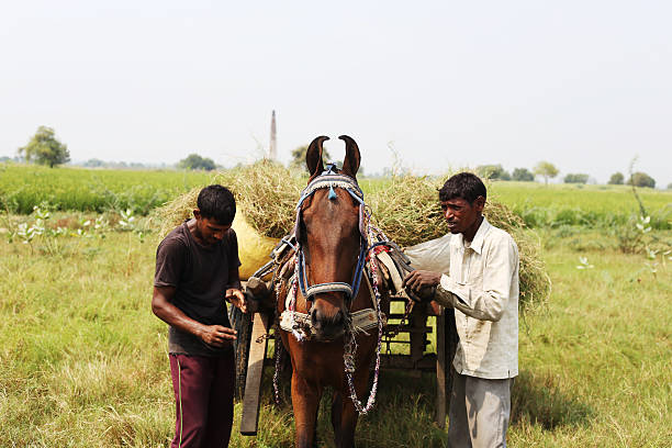 Horse Cart using as a mode of transport in rural India. 