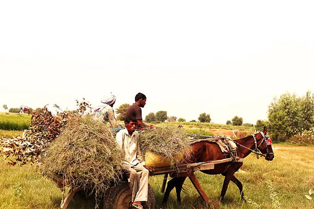 Photo of People travelling by horse drawn in the field