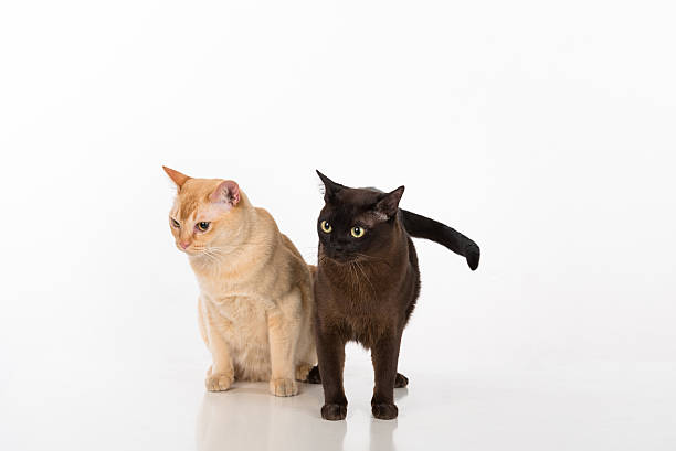 istock Burmese cats couple. Isolated on White Background 616903976