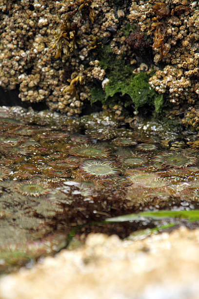 istock Life in the Tide Pool 616904140