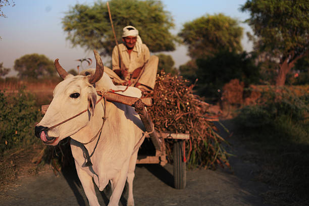 Bullock Cart Indian farmer riding loaded ox cart on road in rural India. bullock cart india stock pictures, royalty-free photos & images