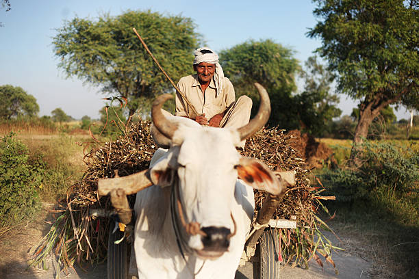 Bullock Cart Indian farmer riding loaded ox cart on road in rural India. bullock cart india stock pictures, royalty-free photos & images