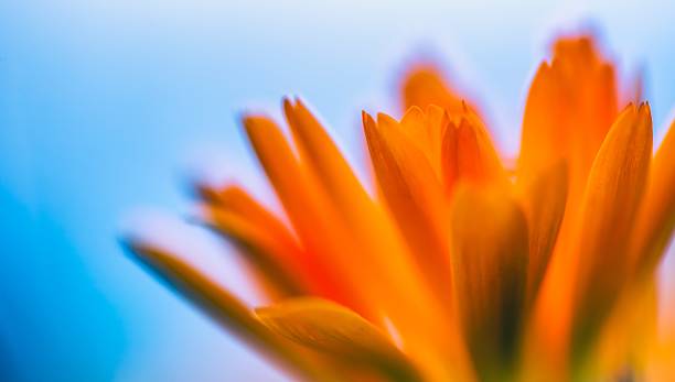 istock Beautiful marigold (Calendula) in close up 616905344