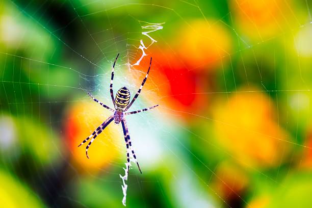 tiger spider sitting on his web - getingspindel bildbanksfoton och bilder
