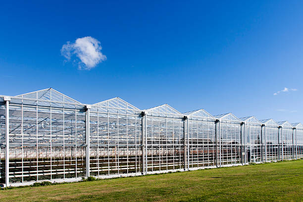 istock Greenhouse in Westland in the Netherlands 616906352