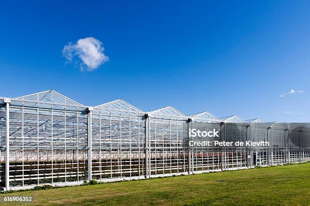 Greenhouse In Westland In The Netherlands Stock Photo - Download Image Now - Greenhouse, Outdoors, Building Exterior