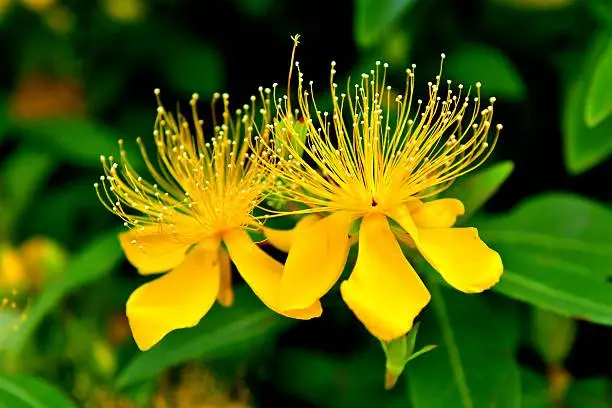 Hypericum chinense is unique and beautiful yellow flower, which bloom from May to June. The sweet-scented blossoms sit atop two foot stems that rise from low-growing, clumped foliage. The blossoms are abundant and brilliant, and create a striking display. The petals have a crinkled silk appearance, and come in shades of yellow, white, orange and pale red. Most are single forms, but semi-doubles are sometimes seen.