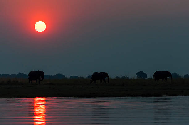 istock Herd of elepanhts at sunset in Botswana 616907068