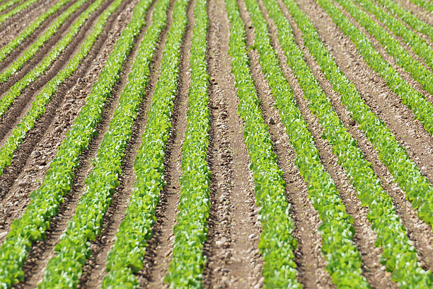 istock Field of salad 616907730