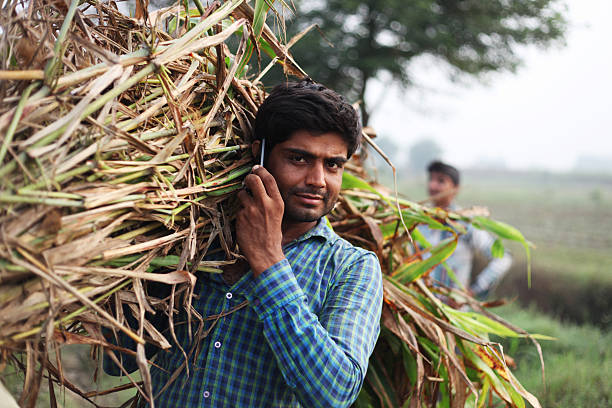 Young farmer of Indian ethnicity holding sorghum bundle use as animal fodder and talking on mobile phone. 