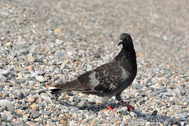 istock Pigeon on the pebbles 617351762