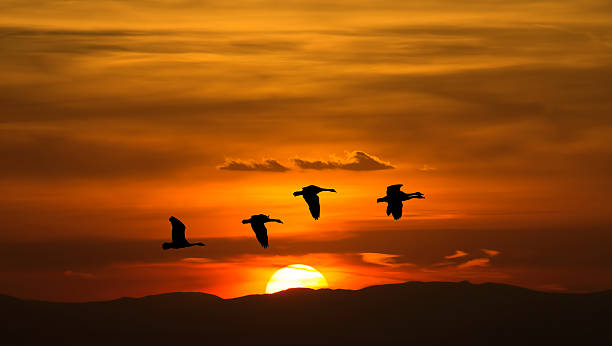 istock Autumn or spring migration of cranes 617352364