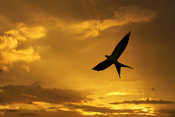 istock Bird over bright sunny autumn background 617352444