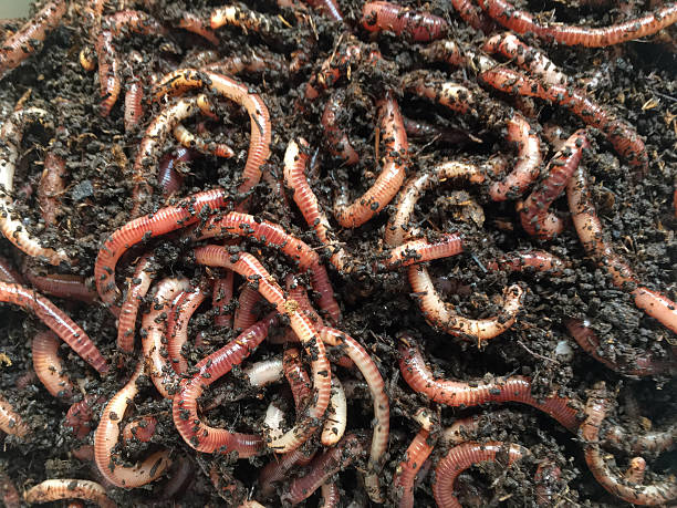 Earth worms for composter or fishing Earth worms with earth earthworm photos stock pictures, royalty-free photos & images