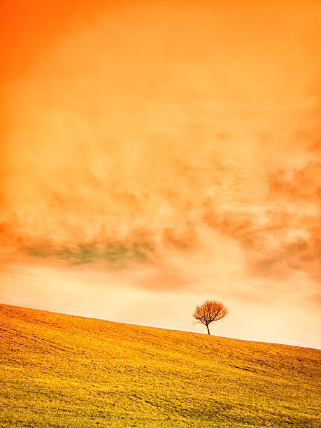 lonely tree  - alleine fotografías e imágenes de stock