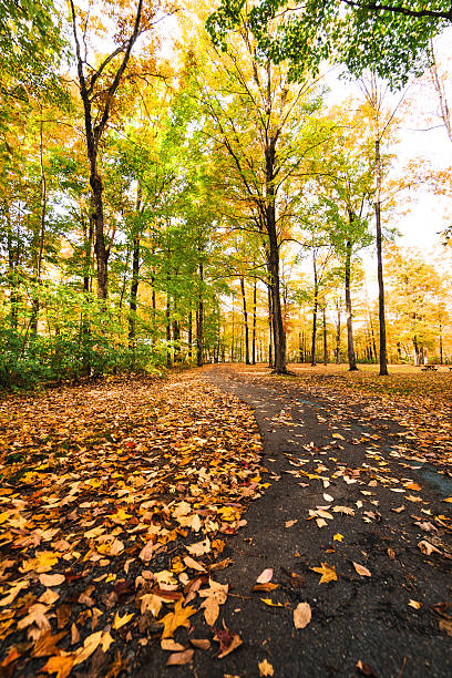 istock autumnal park in New England during the autumn 617353266