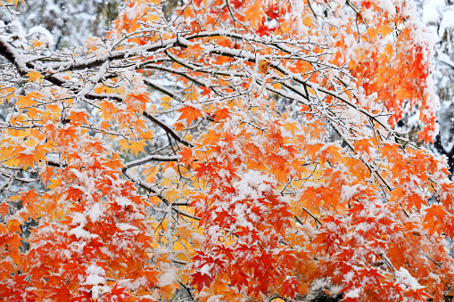 Falling snow and autumn leaves.