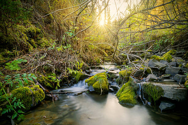 istock Beautiful landscape with stream and sunbeams through trees 617354046