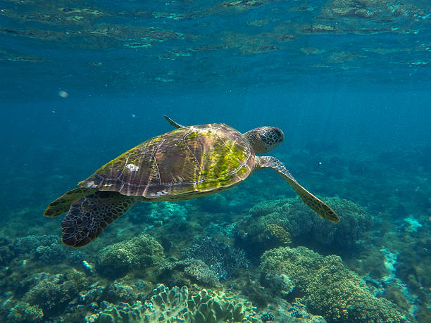 istock Sea turtle in blue water over coral reef 617354488