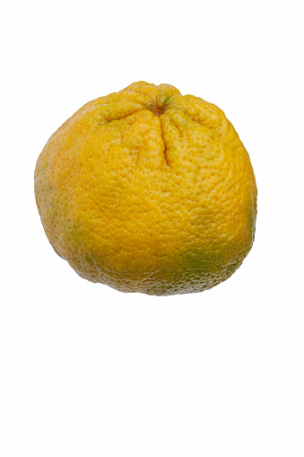 Ugli fruit (Citrus reticulata x Citrus paradisii). Called Ugly fruit also. Jamaican form of Tangelo, hybrid between Grapfruit, Orange and Tangerine. Image of fruit isolated on white background