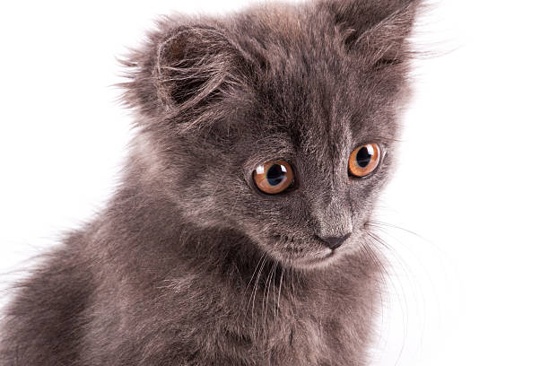 istock Fluffy kitten isolated on white background 617356134