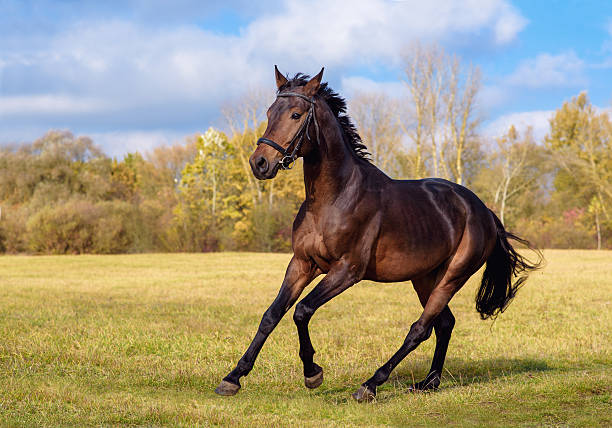 istock free bay horse in gallop 617356726