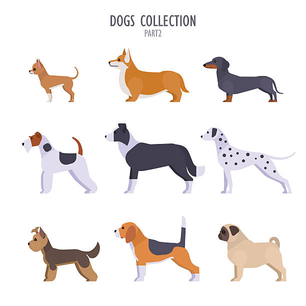 ilustraciones, imágenes clip art, dibujos animados e iconos de stock de perros colección - beagle dog purebred dog pets