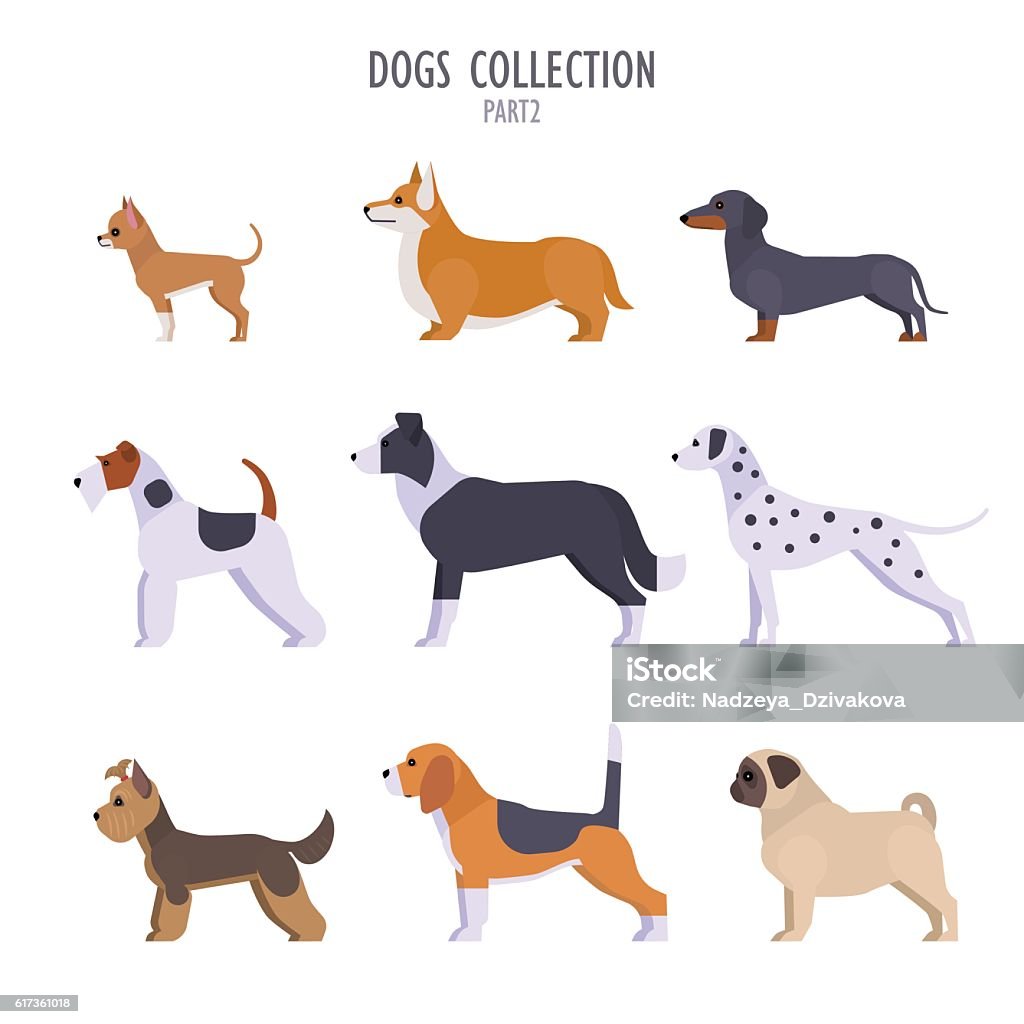 Dogs collection Vector collection of  different dogs breeds - Toy Terrier, corgi, dachshund, border collie, terrier, Dalmatian, Pug, Beagle, Yorkshire Terrier, isolated on white. Dog stock vector