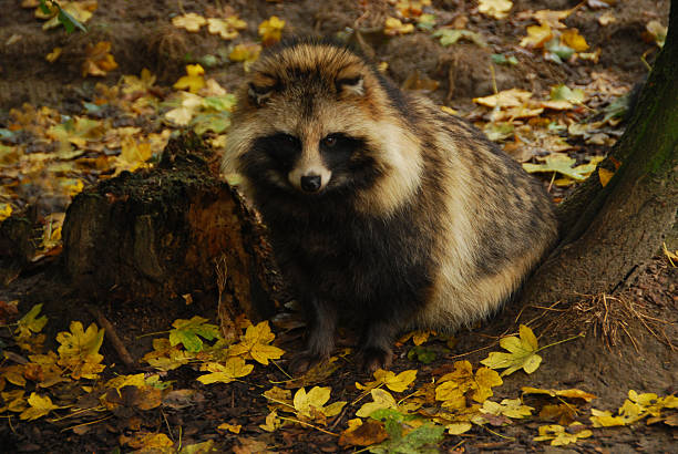 енот собака сидит между падающими листьями. - raccoon dog стоковые фото и изображения