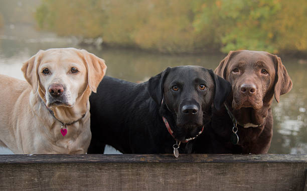 three colours of labrador three labradors labrador retriever stock pictures, royalty-free photos & images