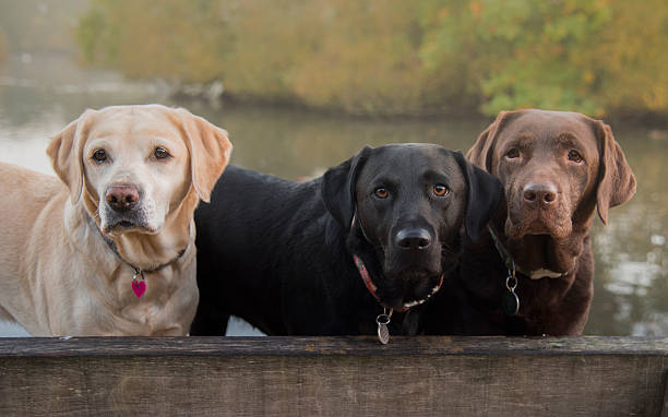 trzy kolory labradora - retriever zdjęcia i obrazy z banku zdjęć