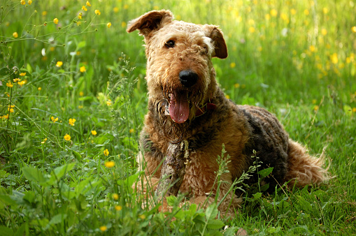 Dog, airedale terrier, lying on grass, playing and chewing a stick, a piece of branch