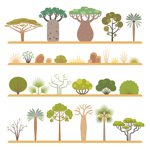 illustrations, cliparts, dessins animés et icônes de plantes africaines - savane africaine