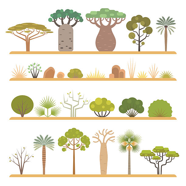 rośliny afrykańskie - african baobab stock illustrations