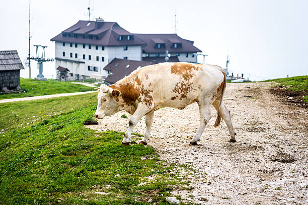 istock Free range cattle cow on high mountain green pasture. 617362330