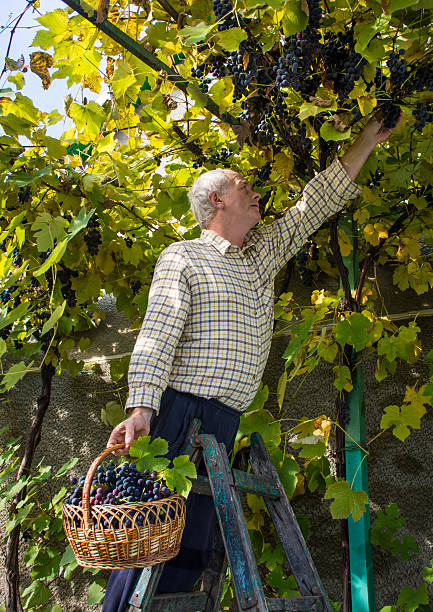 istock Senior man harvesting grapes in vineyard 617362904