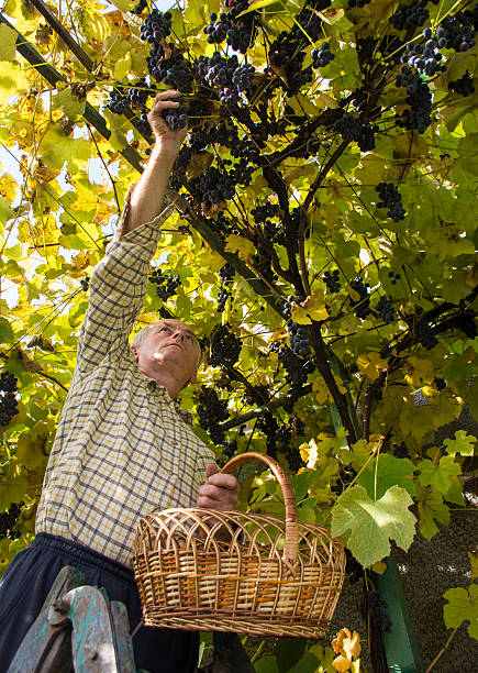 istock Senior man harvesting grapes in vineyard 617363062