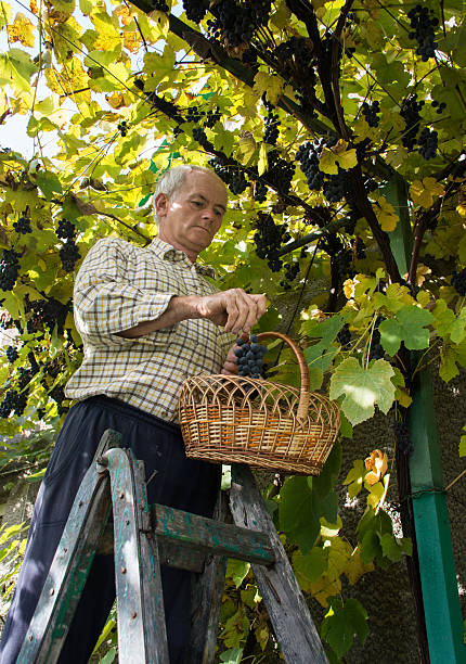 Senior man harvesting grapes in vineyard