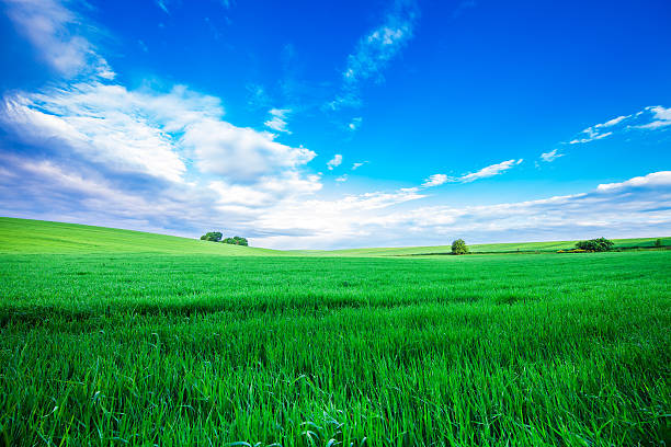 istock Green Field and Beautiful Sunset 617364220