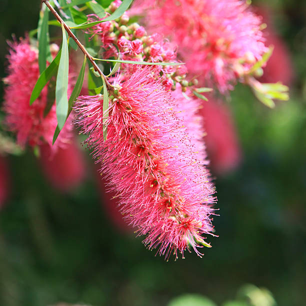 Pink flowering Bottlebrush shrub stock photo