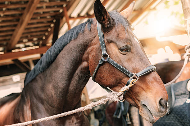 istock Beautiful horse with reins in stable 617365898