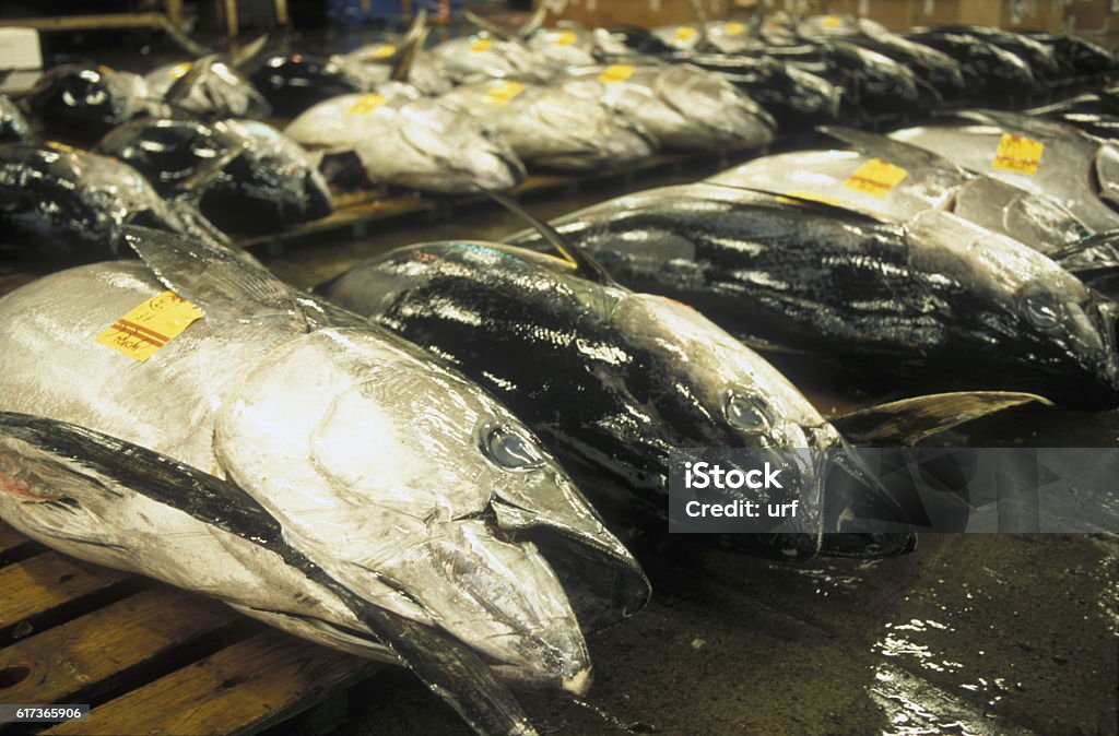 ASIA JAPAN TOKYO Tuna Fish at the Tsukiji Fishmarket in the City of Tokyo in Japan in Asia, Tuna - Animal Stock Photo