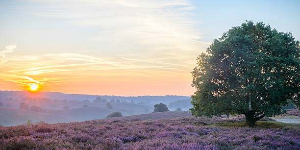 istock Sunrise over an old Oak tree in blossoming Heather fields 617365920