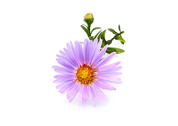 Small Aster purple isolated. Finely flower Astra violet color isolated on white background. finely stock pictures, royalty-free photos & images
