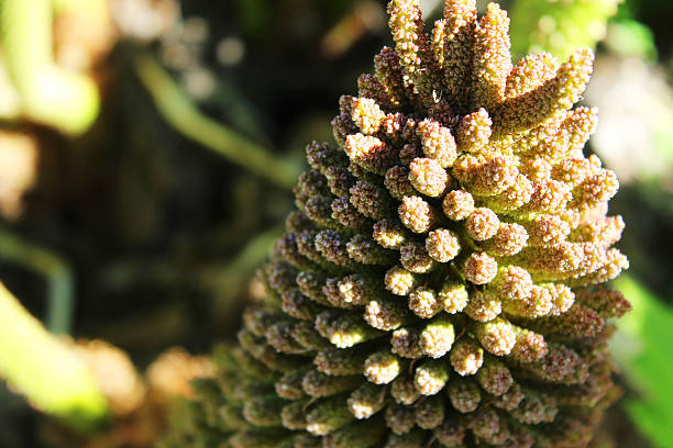 gunnera manicata - gunnera ストックフォトと画像