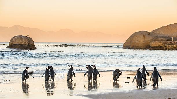 istock African penguins on the sandy coast in sunset. 617369794