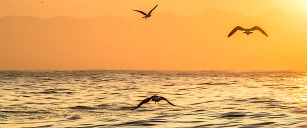 istock Kelp gulls flying on sunset ocean background. 617369814